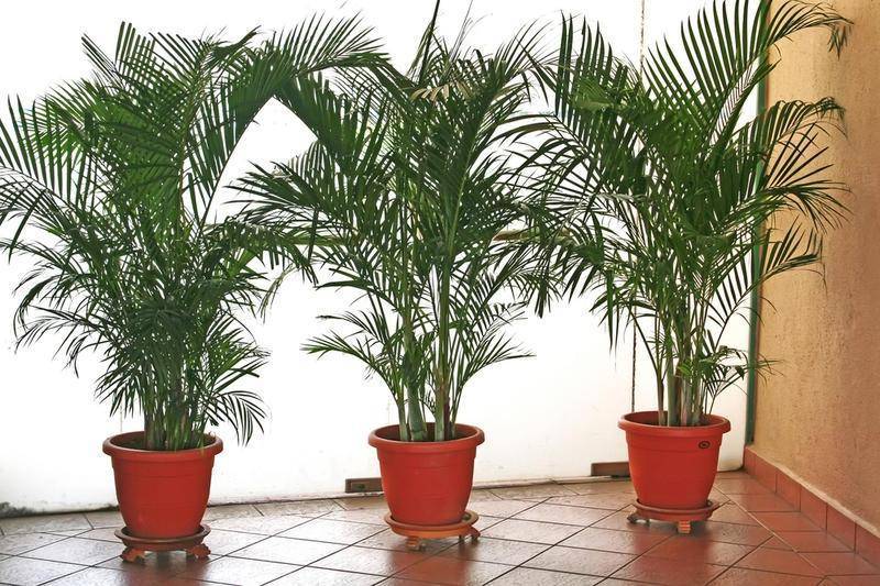 Финиковая пальма – секреты успеха выращивания и ухода