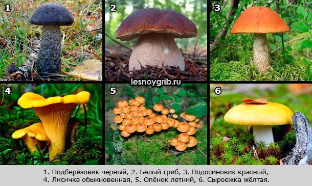 Какие грибы можно есть без вреда для здоровья? список съедобных грибов