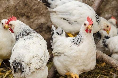 Применение фуза подсолнечного: дешевая витаминная добавка в корм для животных и птиц