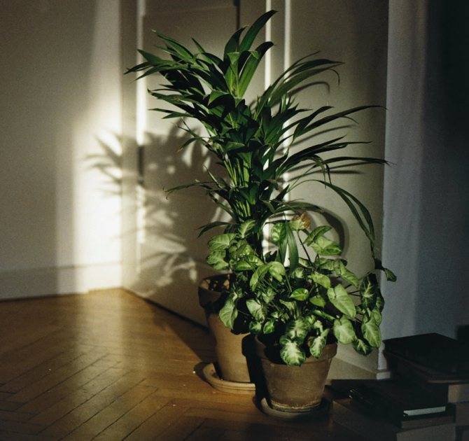  лучшие растения, которые любят тень