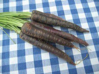Неприглядная снаружи, вкусная внутри: интересные факты о черной моркови