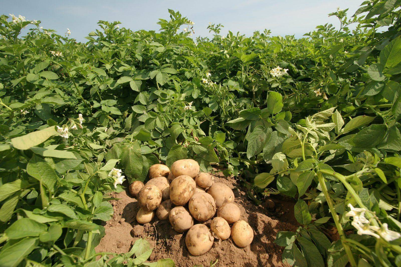 Какие сидераты посадить после картофеля, чтобы обогатить землю