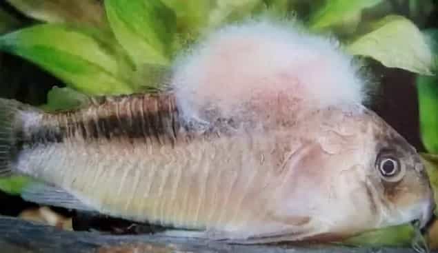 Лечение рыбы от краснухи