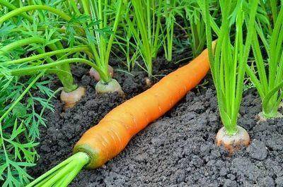 Особенности выращивания моркови в подмосковье и всей средней полосе россии. когда сажать овощ?