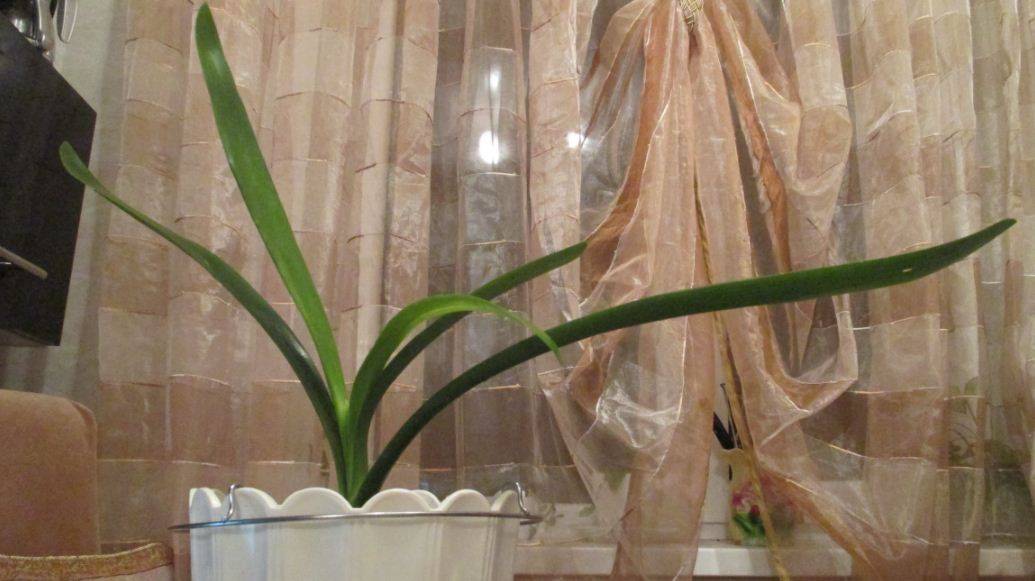 Гиппеаструм — уход в домашних условиях до и после цветения
