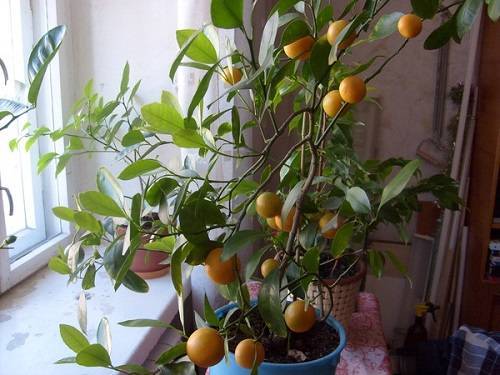 Как вырастить домашние мандарины из косточки: пошаговая инструкция