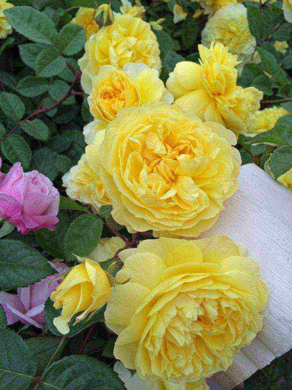Роза сахара (sahara) — характеристики суперустойчивого кустарника