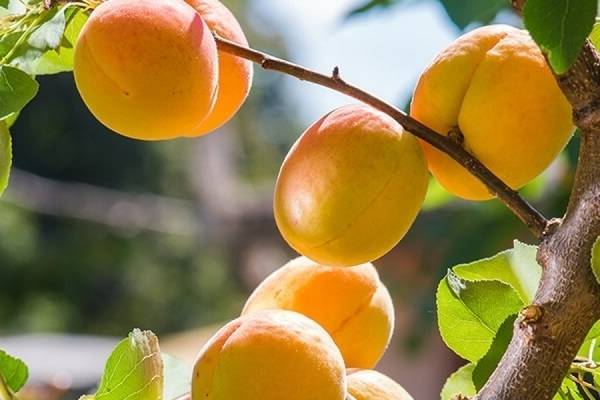 40 самых лучших сортов абрикоса