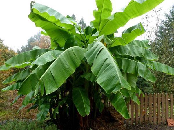Вкусная экзотика на дачном участке – банановое дерево