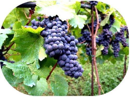 Выращивание винограда по технологии для получения отличного урожая