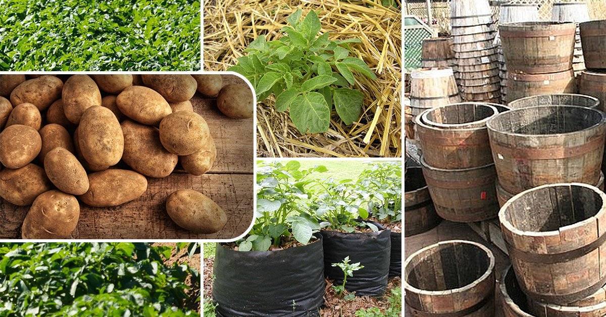 Технология выращивания картофеля в бочке: описание, фото, отзывы