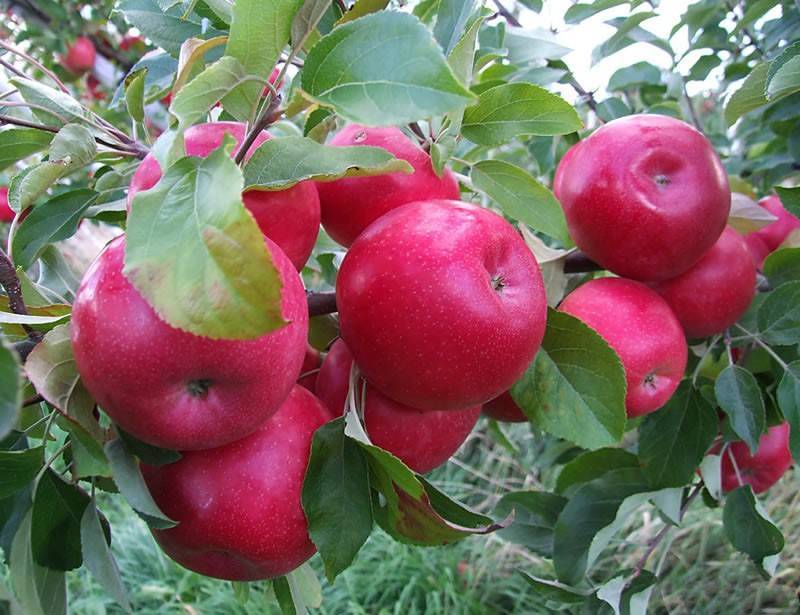 Синап орловский — сладкие свежие яблоки всю зиму!
