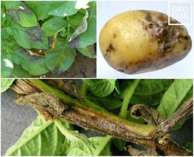 Какие бывают болезни картофеля
