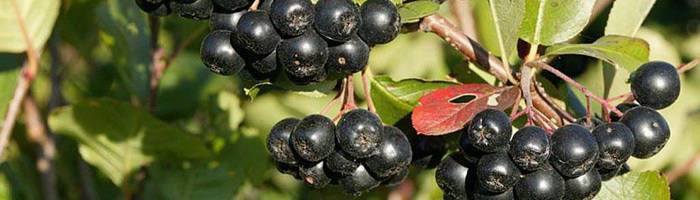 Арония черноплодная — посадка и уход, размножение черенками, выращивание на штамбе, видео