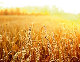 Все об озимой пшенице: ее особенности, посев, выращивание и сбор