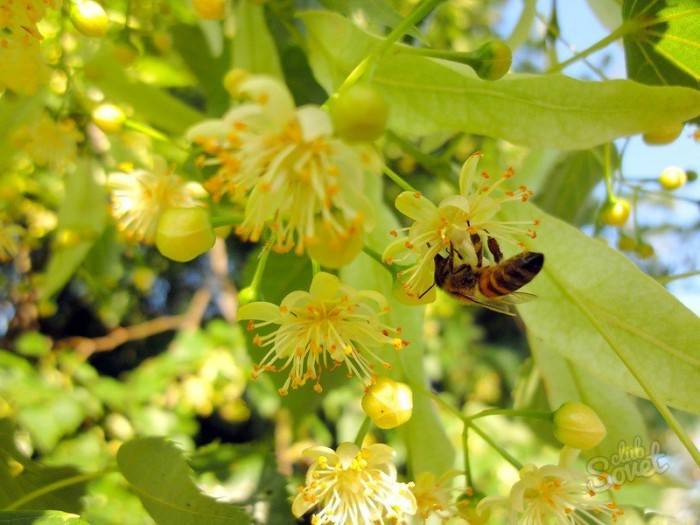 Как пчелы делают мед и зачем?