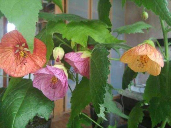 Домашний клен – абутилон: комнатный цветок и декоративное садовое растение