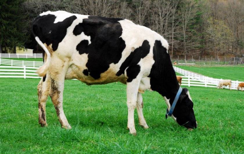 Высокая молочная продуктивность коров Галштино-фризской породы