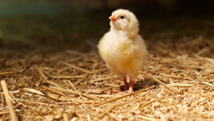 Виды и применение растворимых витаминов для цыплят бройлеров