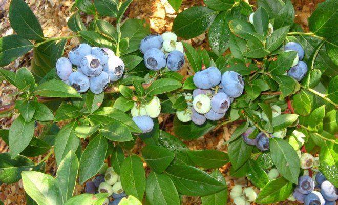 Голубика садовая — королева среди плодово-ягодных кустарников