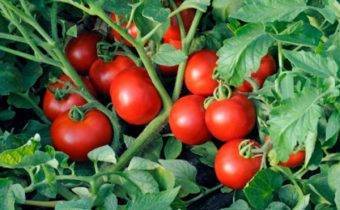 Особенности выращивания томатов по методу терехиных