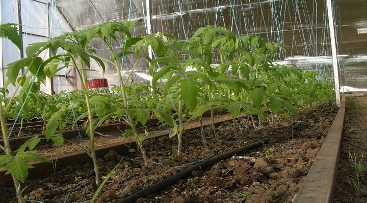 Как подготовить землю в теплице для посадки помидоров