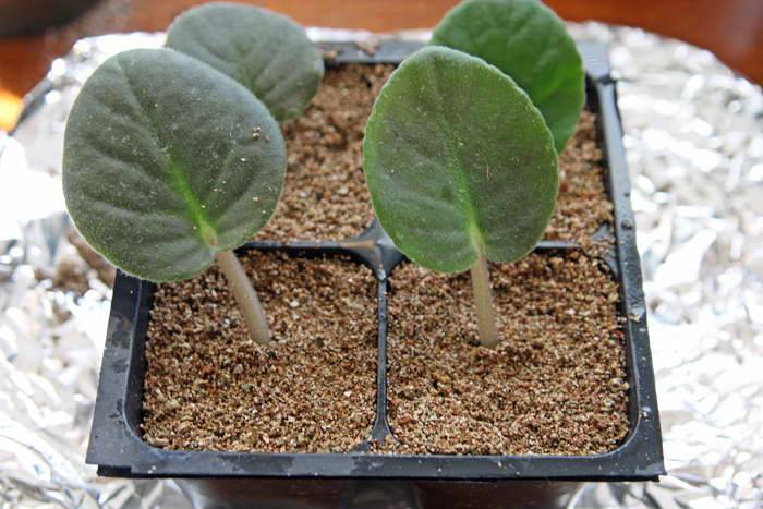 Вермикулит и перлит для растений – как применять, что лучше?