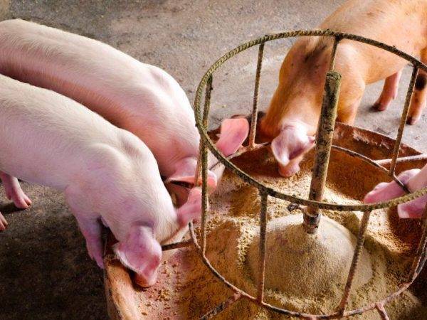 Комбикорм для свиней: промышленный и приготовленный в домашних условиях