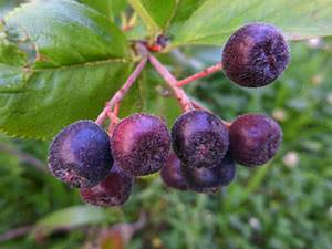Кизильник черноплодный: декоративная и лечебная польза