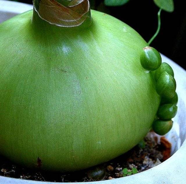 Лечебные свойства индийского лука и правила применения сока этого ядовитого растения
