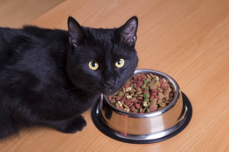 Виды корма для кошек, советы по подбору питания