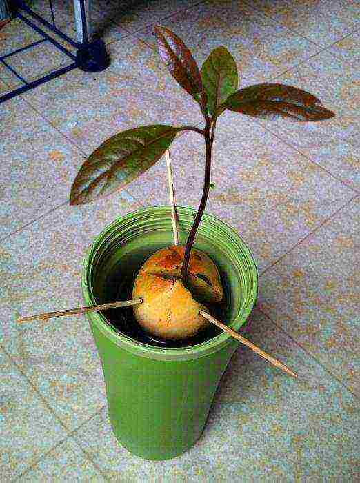 Авокадо: выращивание в открытом грунте