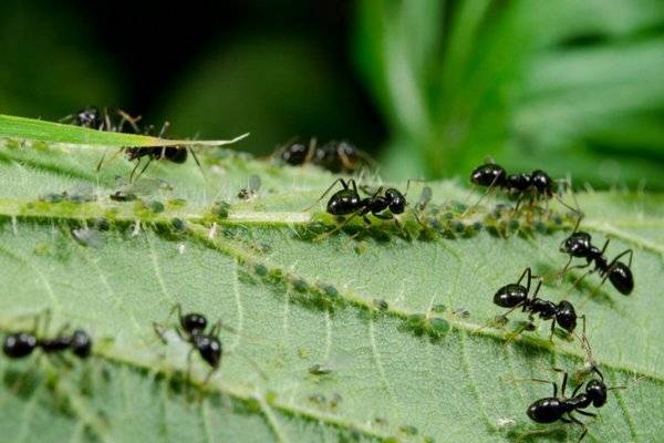 Как избавиться от муравьёв на деревьях плодовых