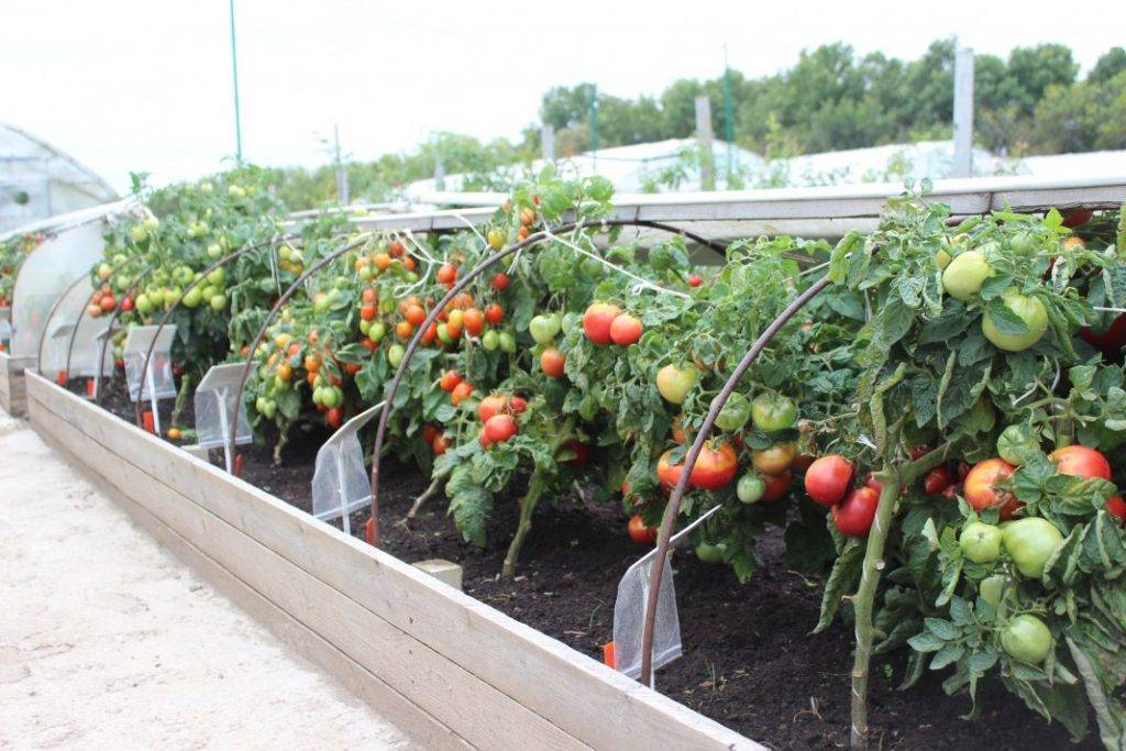 Народные средства для подкормки помидоров