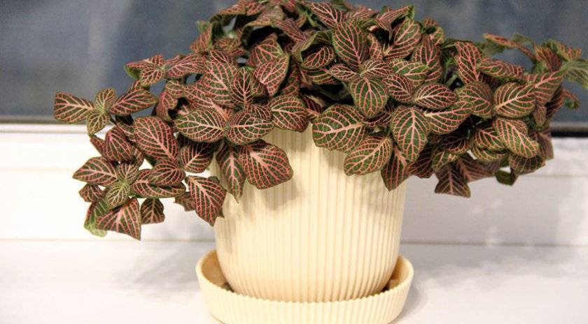 Фиттония: правила ухода за декоративно-лиственной красавицей