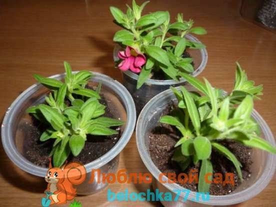 Выращивание калибрахоа из семян и черенков, особенности ухода для пышного цветения