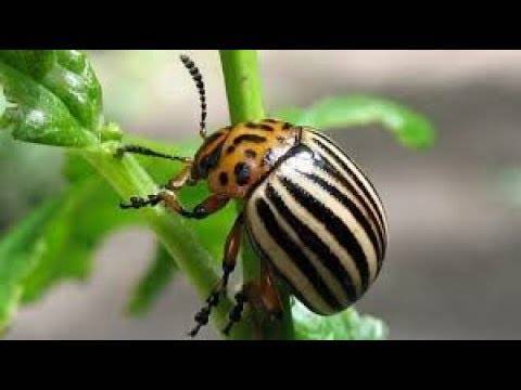 Инсектицид корадо и его применение против колорадских жуков