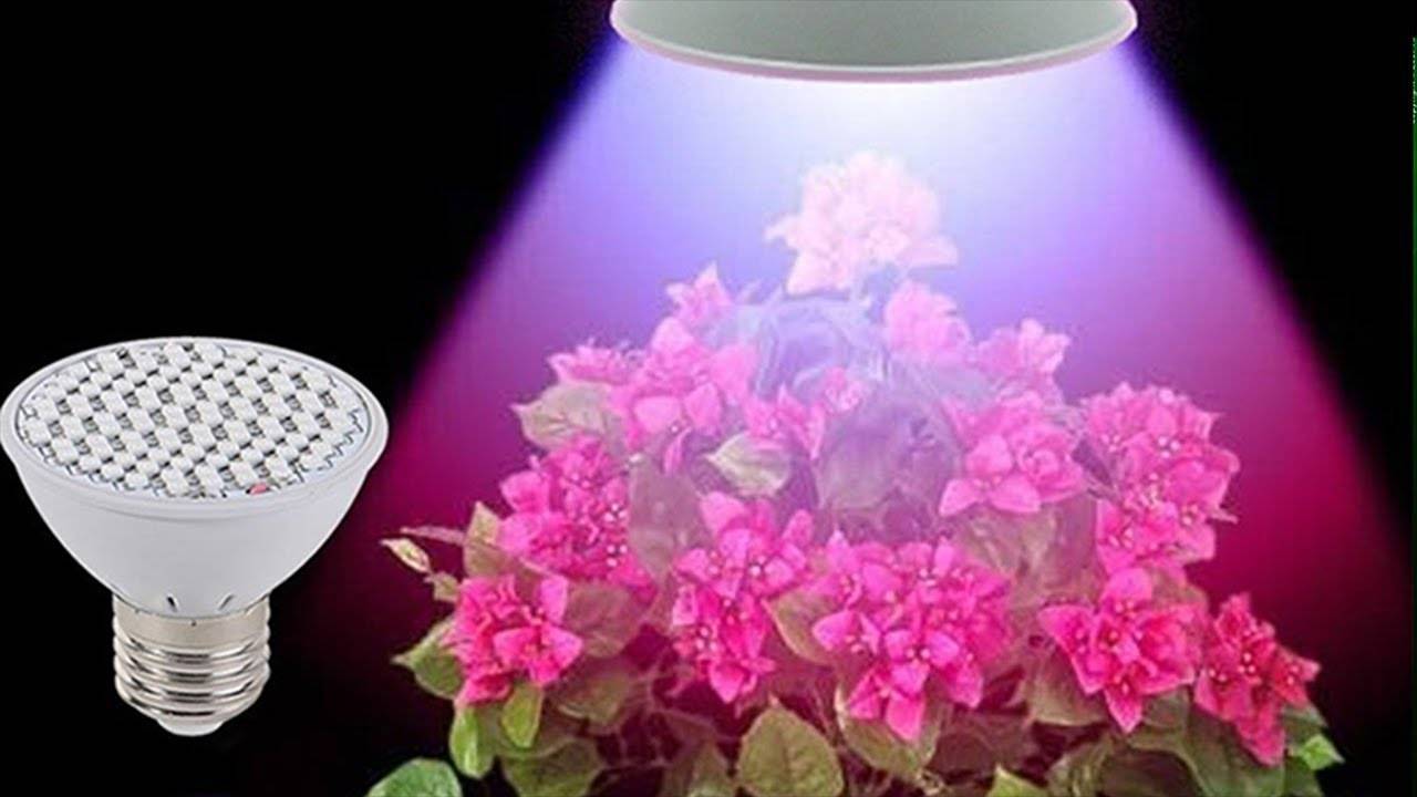 Подсветка для комнатных цветов — как организовать правильный свет? 80 фото свежих решений!