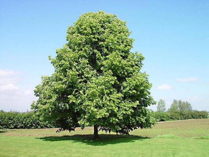 Особенности и ценность дерева осины