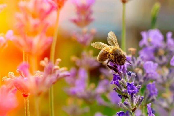 Виды медоносов высеваемых специально для пчел