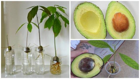 Правила и секреты выращивания авокадо из косточки в домашних условиях
