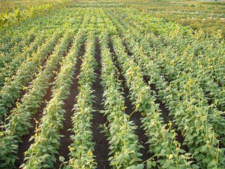 Стручковая и спаржевая фасоль: как правильно посадить и вырастить зеленую фасоль