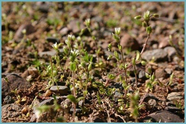 Ясколка: как вырастить многолетний лечебный цветок