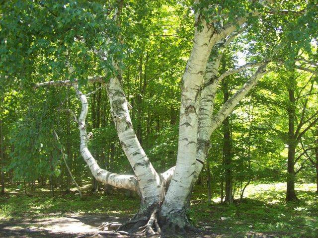 Продолжительность лет жизни деревьев. это интересно знать — продолжительность жизни деревьев