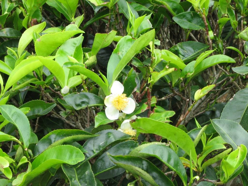 Тонкости посадки и выращивания камелии китайской (camellia sinensis)