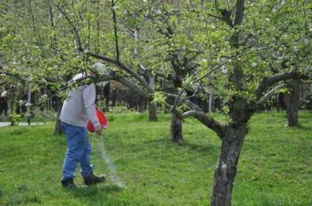 Ваш первый сад: чем, как и когда подкормить плодовые деревья весной