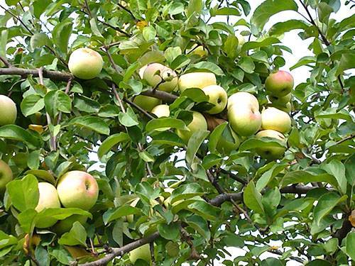 Целебные свойства листьев яблони