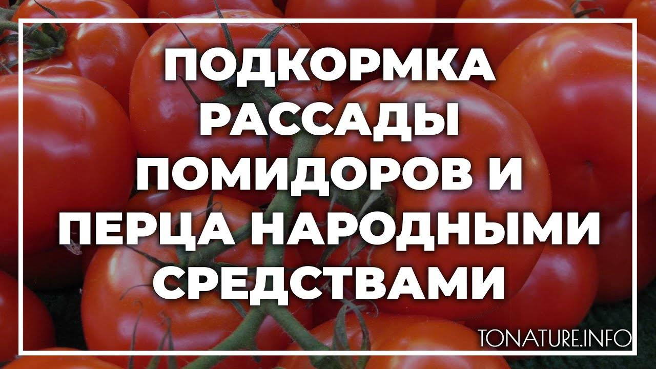Подкормка рассады томатов и перца: народные средства и минеральные удобрения
