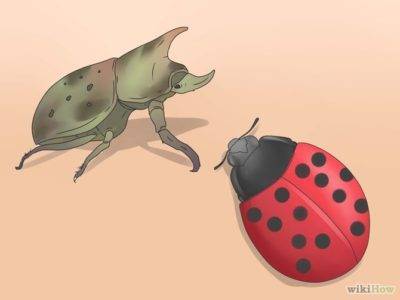 Как избавиться от колорадского жука на картошке: самые эффективные способы