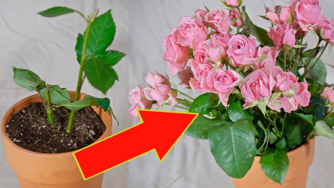 Размножение розы черенками в домашних условиях